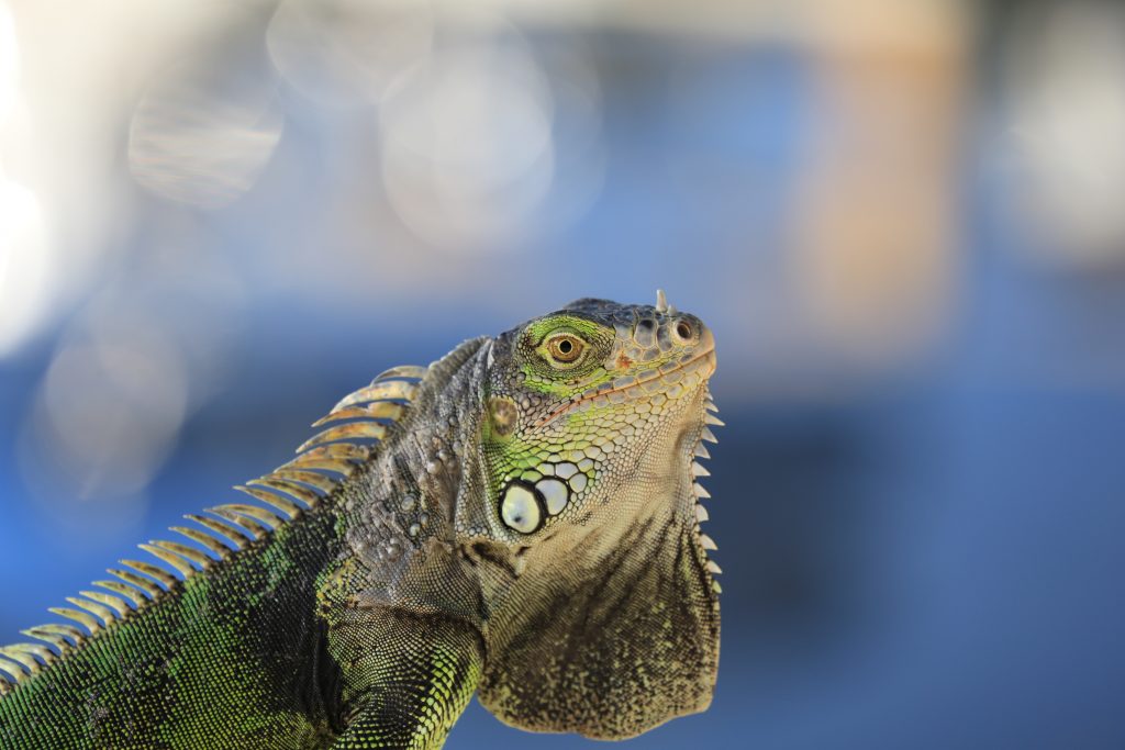 Native Mexican green iguana photographed in Florida keys, USA